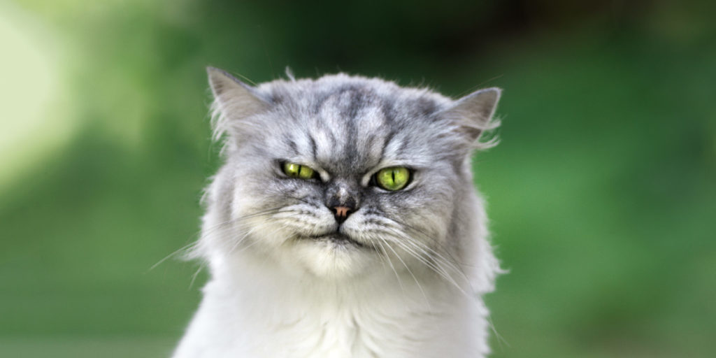 Eine Katze, die aussieht wie Grumpy Cat, ein beliebtes Meme aus dem Meme-Marketing.