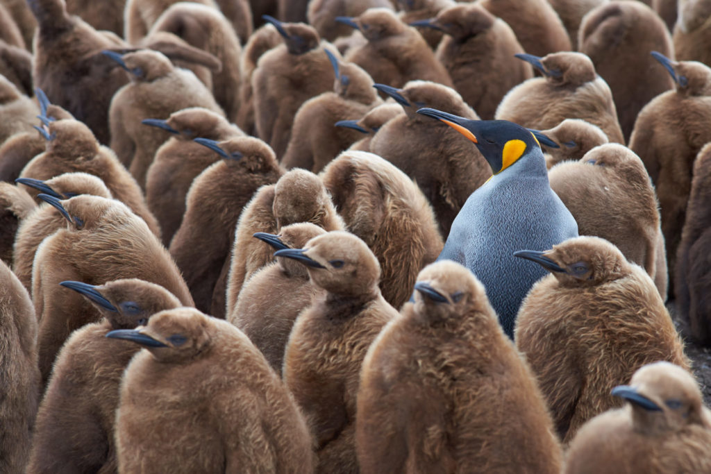 Ein erwachsener Pinguin sticht aufgrund seiner Optik aus einer Herde an jungen Pinguinen heraus. Ein Sinnbild für Kontrast im Design.
